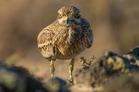 Image result for Burhinus oedicnemus