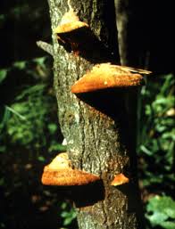 Attēlu rezultāti vaicājumam “Inonotus rheades”