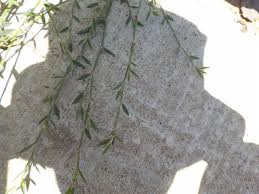 Attēlu rezultāti vaicājumam “Polygonum aviculare leaf”