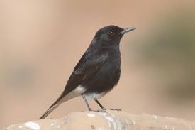 Image result for Oenanthe leucopyga