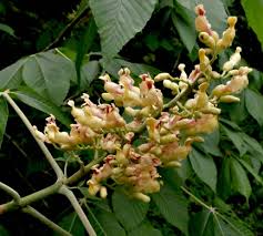Attēlu rezultāti vaicājumam “Aesculus flava flower”
