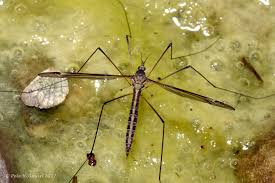 Attēlu rezultāti vaicājumam “Tipulidae female”