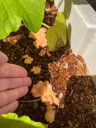 Attēlu rezultāti vaicājumam “Lycogala cf. fossiculatum young”