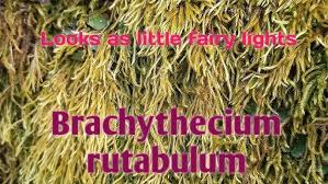 Attēlu rezultāti vaicājumam “Brachythecium rutabulum sporophyte”