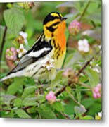 Image result for Dendroica fusca