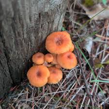 Attēlu rezultāti vaicājumam “Lentaria sp.”