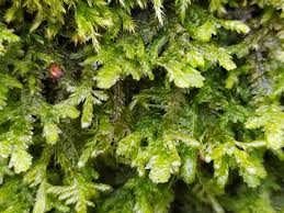 Attēlu rezultāti vaicājumam “Neckera crispa sporophyte”
