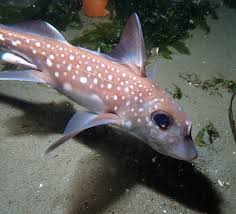 Attēlu rezultāti vaicājumam “Chimabachidae”