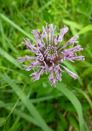 Attēlu rezultāti vaicājumam “Barbeyella minutissima stalked”