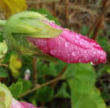 Attēlu rezultāti vaicājumam “Alcea rosea bud”