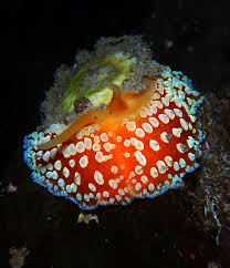 Attēlu rezultāti vaicājumam “Panolis umbra”