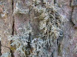 Attēlu rezultāti vaicājumam “Ramalina pollinaria”