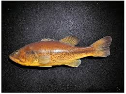 Image result for Micropterus