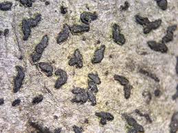 Attēlu rezultāti vaicājumam “Alyxoria varia”