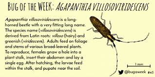 Attēlu rezultāti vaicājumam “Agapanthia villosoviridescens”