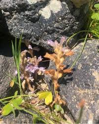 Attēlu rezultāti vaicājumam “Orobanche coerulescens flower”