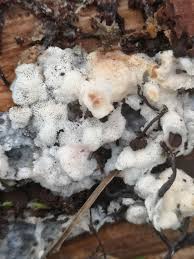 Attēlu rezultāti vaicājumam “Physisporinus sanguinolentus”