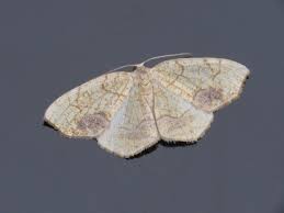 Attēlu rezultāti vaicājumam “Eulithis sp.”