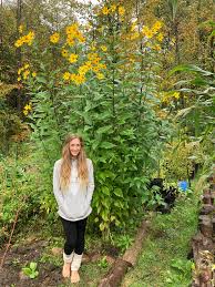 Attēlu rezultāti vaicājumam “Helianthus tuberosus flower”