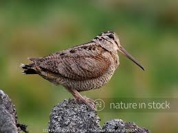 Attēlu rezultāti vaicājumam “Scolopax rusticola juvenile”