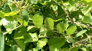Attēlu rezultāti vaicājumam “Astragalus arenarius leaf”