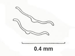 Attēlu rezultāti vaicājumam “Pseudoleskeella nervosa”
