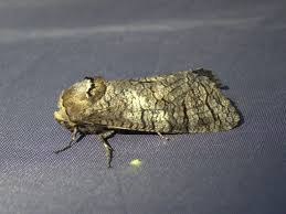 Attēlu rezultāti vaicājumam “Lamellocossus terebra”