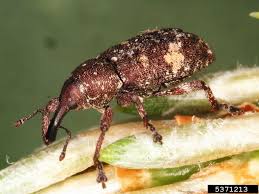 Attēlu rezultāti vaicājumam “Pissodes castaneus”