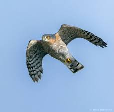 Attēlu rezultāti vaicājumam “Accipiter nisus male”