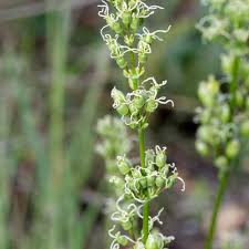 Attēlu rezultāti vaicājumam “Silene otites fruit”