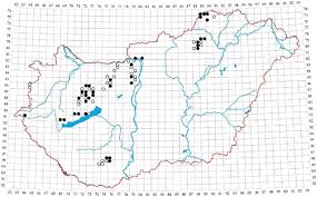 Attēlu rezultāti vaicājumam “Fissidens gracilifolius”
