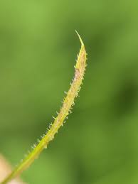 Attēlu rezultāti vaicājumam “Ochropsora ariae spores”