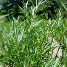 Attēlu rezultāti vaicājumam “Hippophae rhamnoides male flower”