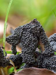 Attēlu rezultāti vaicājumam “Physarum cinereum”