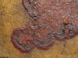 Attēlu rezultāti vaicājumam “Hildenbrandia rivularis”