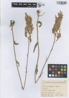 Attēlu rezultāti vaicājumam “Rumex thyrsiflorus”