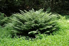 Attēlu rezultāti vaicājumam “Athyrium filix-femina”