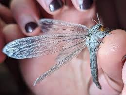 Attēlu rezultāti vaicājumam “Myrmeleontidae”