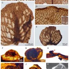 Attēlu rezultāti vaicājumam “Atrichum flavisetum sporophyte”