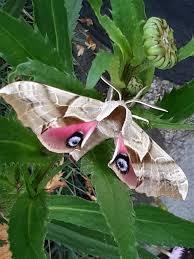 Attēlu rezultāti vaicājumam “Yponomeuta evonymella imago”