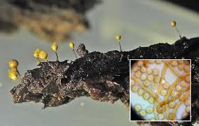 Attēlu rezultāti vaicājumam “Badhamia bethelii”