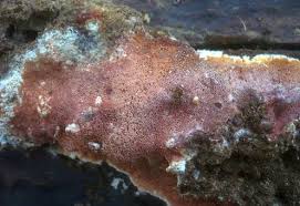 Attēlu rezultāti vaicājumam “Ceriporia purpurea”