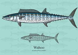 Image result for Acanthocybium solandri