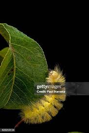 Attēlu rezultāti vaicājumam “Calliteara pudibunda larva”