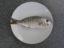 Image result for Lithognathus mormyrus