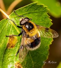 Attēlu rezultāti vaicājumam “Volucella bombylans”