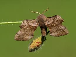 Attēlu rezultāti vaicājumam “Laothoe populi”