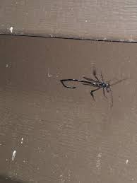 Attēlu rezultāti vaicājumam “Neocudoniella albiceps”