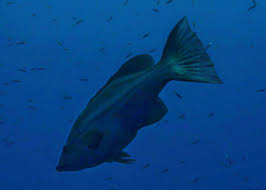 Image result for Mycteroperca rubra