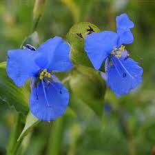 Attēlu rezultāti vaicājumam “Commelina coelestis”